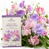 20 Pcs High Scent Sweet Pea Seeds for Planting Outdoors, Non-GMO Heirloom Climbing Vine Seeds, Low Maintenance Fragrant Blooms for Trellises