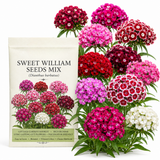 250 Pcs Sweet William Seeds Mix for Planting Outdoors, Non-GMO Heirloom Flowers, Low Maintenance Fragrant Pink & Red Blooms for Yard Borders