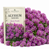 1500 Alyssum Seeds for Planting, Vigorous Non-GMO Heirloom Rosie Purple Seeds, Low Maintenance Fragrant Blooms for Borders & Patios