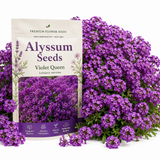 100 Alyssum Seeds for Planting, Vigorous Non-GMO Heirloom Violet Queen Seeds, Low Maintenance Fragrant Purple Blooms for Borders & Patios