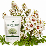 5 Pcs Yellowhorn Seeds for Planting Outdoors, Non-GMO Heirloom Shrub Seeds, Low Maintenance Cold-Hardy Star-Shaped Blooms for Yard Borders