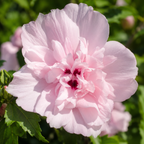 2 Pink Hibiscus Althea Live Plants for Planting | 12–18 Inch Tall | Pink Flowering Rose of Sharon Trees for Outdoor Gardens & Privacy Screens