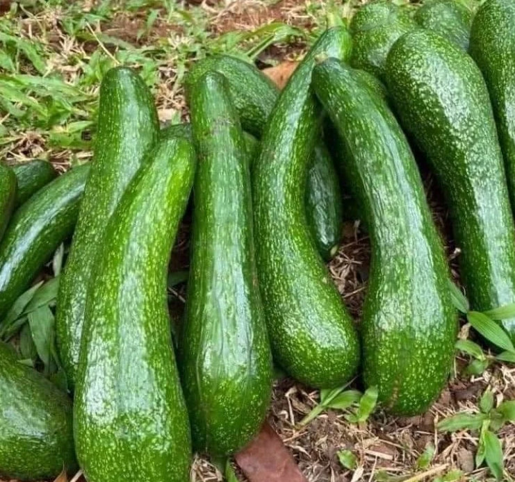 (No Ship to CA,HI,AK) Avocado Tree Live Plants | Russell Avocado Trees Live Plants 30–36 Inch Tall | Potted Fruit Tree for Outdoor Growing & Backyard Gardens