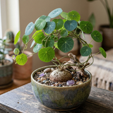Stephania Cephalantha Live Plant in 2.5 – 3" Inch Pot | Small Caudex Houseplant | Low-Maintenance Indoor Vine | Great for Home & Office Décor | Suitable Gift for Collectors
