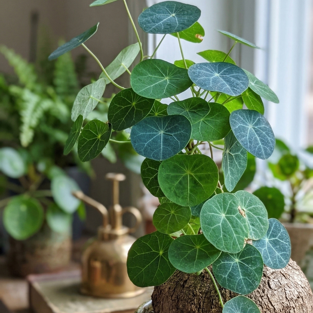 Stephania Plant Live in 3 – 3.5" Inch Pot | Compact Stephania Erecta Bulb Trees | Simple-Care Indoor Houseplant | Perfect Accent for Homes & Workspaces