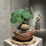 Stephania Erecta Bulb Style Plant in 3.5 – 4" Inch Pot | Stephania Cephalantha Live Caudex | Easy Indoor Growing | Decorative Addition to Home & Office | Ideal for Unique Plant Gifts