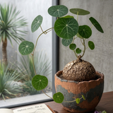 Stephania Plant Live in 3 – 3.5" Inch Pot | Compact Stephania Erecta Bulb Trees | Simple-Care Indoor Houseplant | Perfect Accent for Homes & Workspaces
