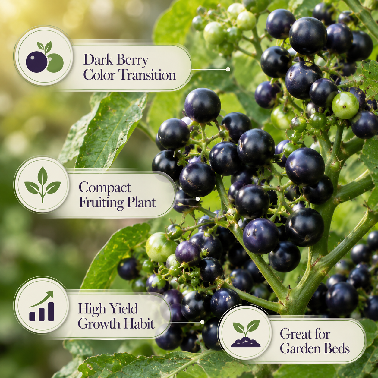 100 Pcs Garden Huckleberry Seeds, Non GMO, Heirloom Fruit Seeds, Suitable for Outdoor Garden & Borders