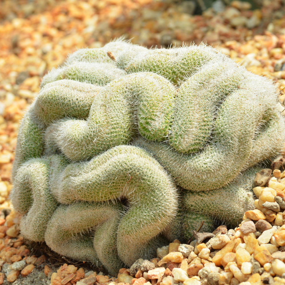 Golden Brain Cactus Trees in 3.5" Inch Pots for Planting | Rare & Unique Live Cactus Plants | Suitable for Indoor & Office Displays