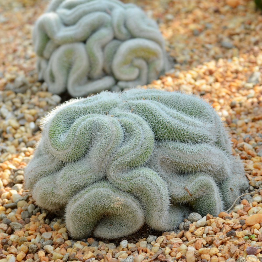Golden Brain Cactus Trees in 3.5" Inch Pots for Planting | Rare & Unique Live Cactus Plants | Suitable for Indoor & Office Displays