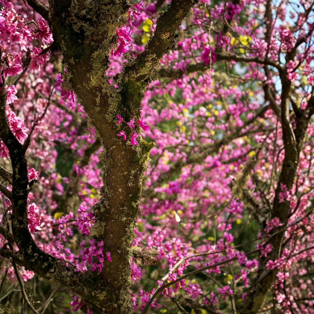 2 Redbud Tree Live Plant – 12-18 Inch Tall in Quart Pot, Eastern Redbud Live Trees, Beautiful Spring Pink Blossoms, Hardy Flowering Tree