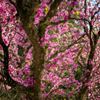 2 Redbud Tree Live Plant – 12-18 Inch Tall in Quart Pot, Eastern Redbud Live Trees, Beautiful Spring Pink Blossoms, Hardy Flowering Tree