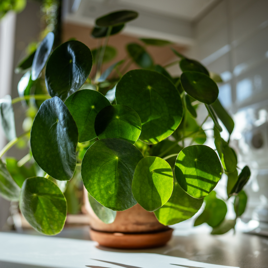 Chinese Money Plant Live House Plant in 4'' Inch Pot | Pilea Peperomioides Plant Live | Attractive Indoor Greenery for Desks, Shelves & Small Spaces | Real Plants for Home & Office Décor