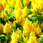 75 Pcs Flamingo Feather Celosia Seeds for Outdoors, Adaptable Heirloom Yielding Striking Light Pink Plumes, Low Maintenance Cut Flowers