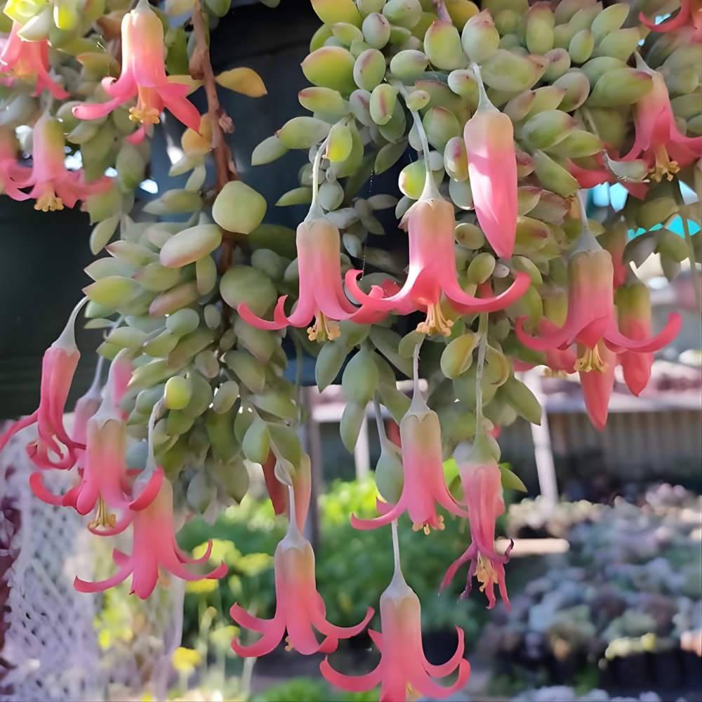 Cotyledon Pendens Succulent Plant Live | 4 Inch Pot Rare Trailing Variety Houseplant for Indoor Growing and Collections