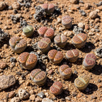 Pack of 20 Live Small Exotic Lithops Live Plants | Perfect for Lithops Starter, Great Terrarium Addition | Bare Root Without Soil or Pot, Easy to Grow and Ideal for Indoor/Outdoor Display