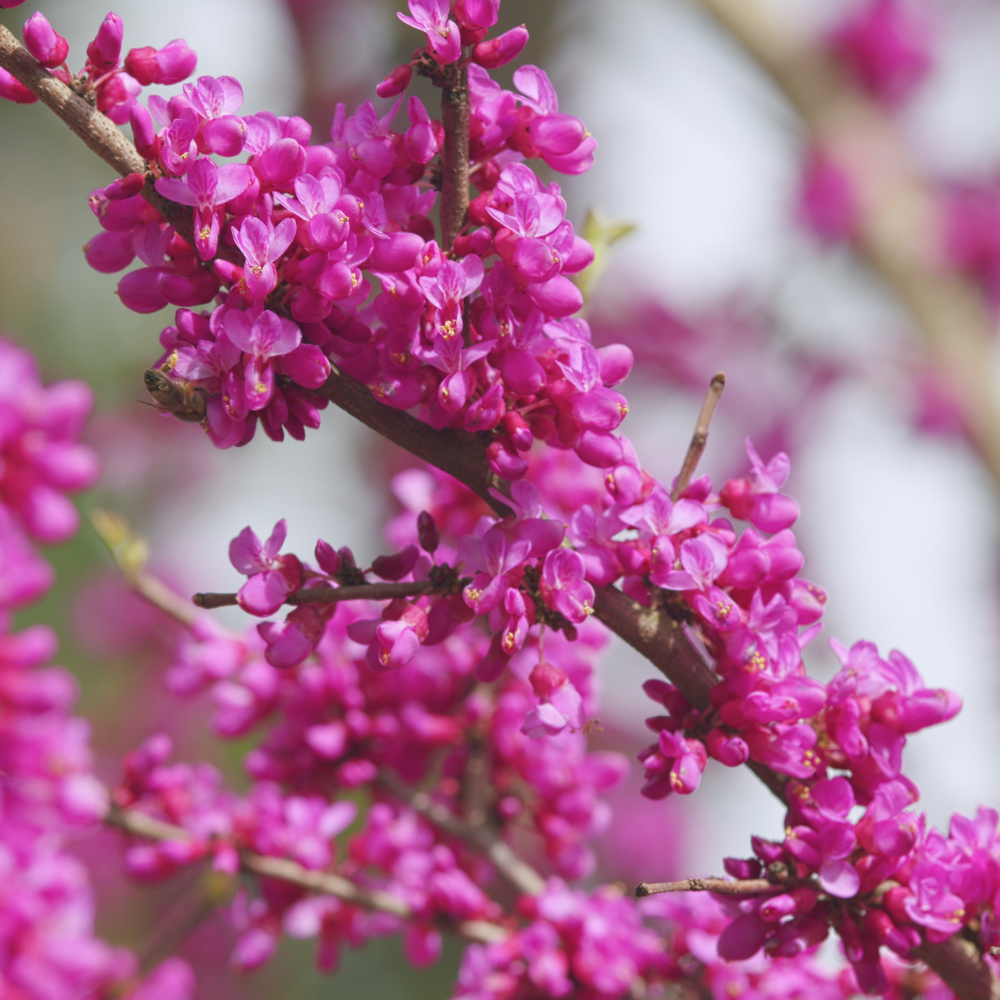 Eastern Redbud Tree Live Plant, 12-18 Inch Tall in Quart Pot, Cercis Canadensis Tree, Fast-Growing Spring-Blooming Ornamental Redbud, Low-Maintenance Starter Tree for Home Gardens