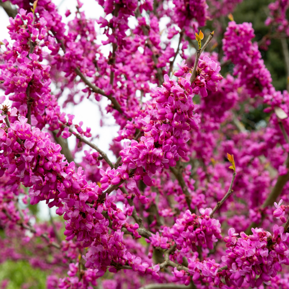 Live Eastern Redbud Tree for Planting, 12-18 Inch Tall in Quart Pot, Beautiful Ornamental Redbud for Home, Garden, Yard & Outdoor Landscaping, Low-Maintenance, Easy-Grow Starter Plant