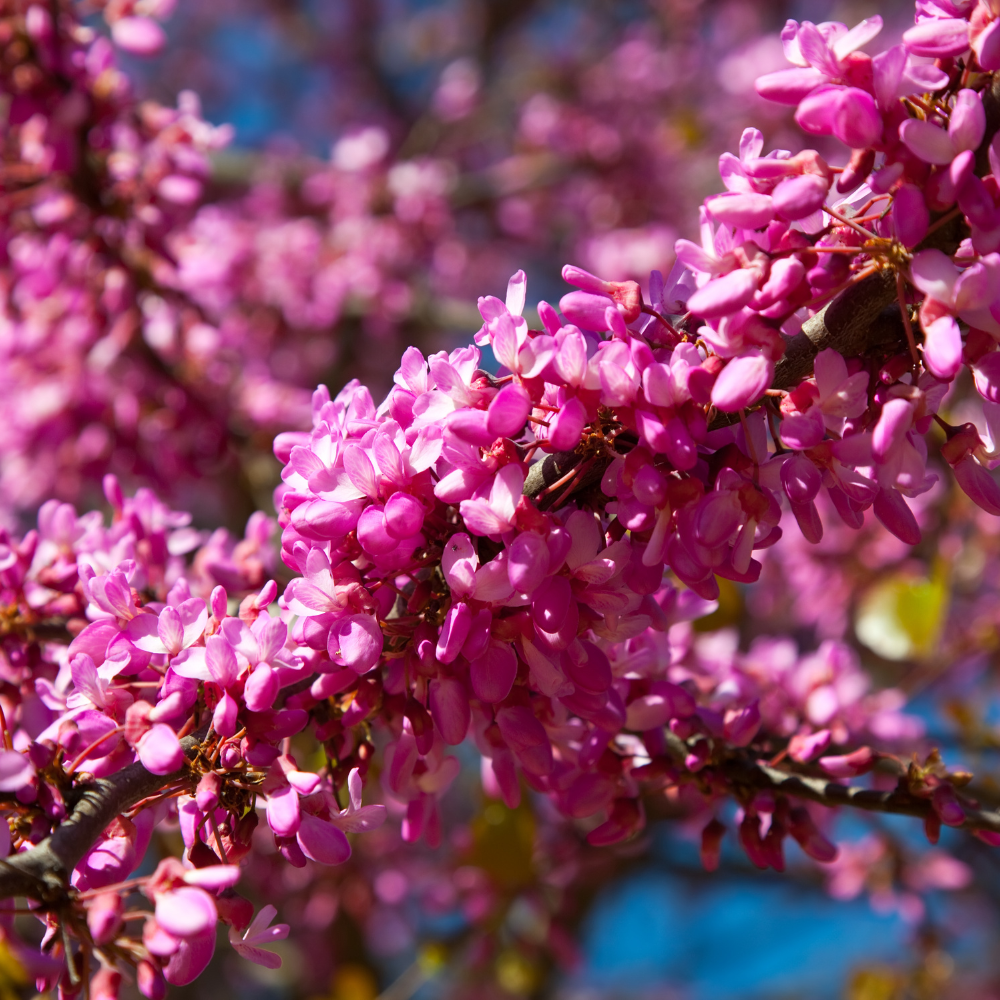 Live Eastern Redbud Tree for Planting, 12-18 Inch Tall in Quart Pot, Beautiful Ornamental Redbud for Home, Garden, Yard & Outdoor Landscaping, Low-Maintenance, Easy-Grow Starter Plant