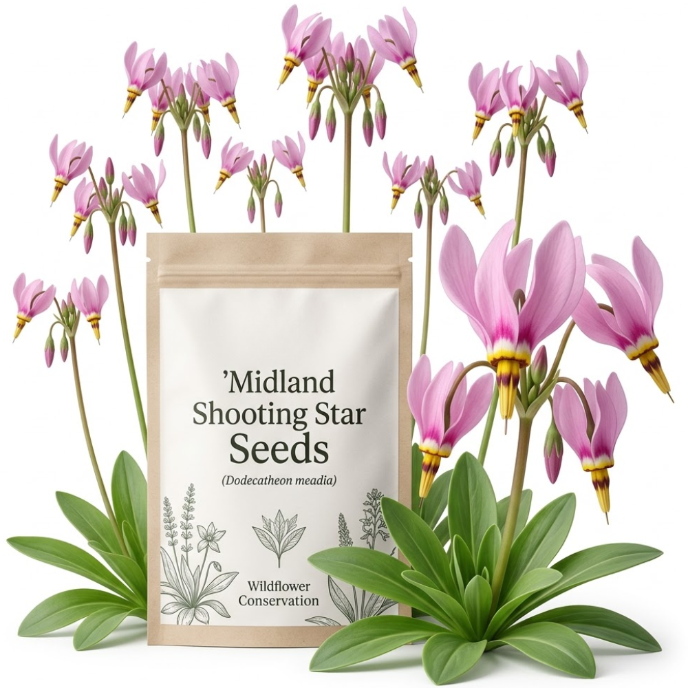 75 Pcs Midland Shooting Star Seeds, Non-GMO Heirloom Flowers for Shade, Vigorous Growth, Low Maintenance Displays