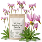 50 Pcs Midland Shooting Star Seeds, Vigorous Heirloom Native Spring Flowers for Planting, Fast-Growing Perennials for Partial Shade Landscapes