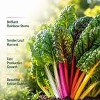 150 Pcs Rainbow Swiss Chard Seeds for Planting, Non GMO, Heirloom, Easy to Grow, Delicious Tender Greens, Ideal for Raised Beds, Containers & Gardens