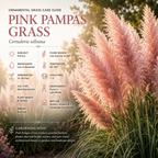 300 Heirloom Pampas Grass Seeds for Planting, Non-GMO Ornamental Decor for Outdoor Gardens, Sturdy Growth, Easy to Care