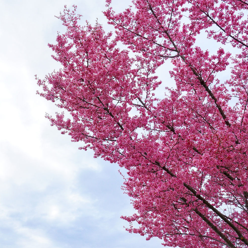 2 Redbud Tree Live Plant – 12-18 Inch Tall in Quart Pot, Eastern Redbud Live Trees, Beautiful Spring Pink Blossoms, Hardy Flowering Tree