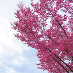 2 Redbud Tree Live Plant – 12-18 Inch Tall in Quart Pot, Eastern Redbud Live Trees, Beautiful Spring Pink Blossoms, Hardy Flowering Tree