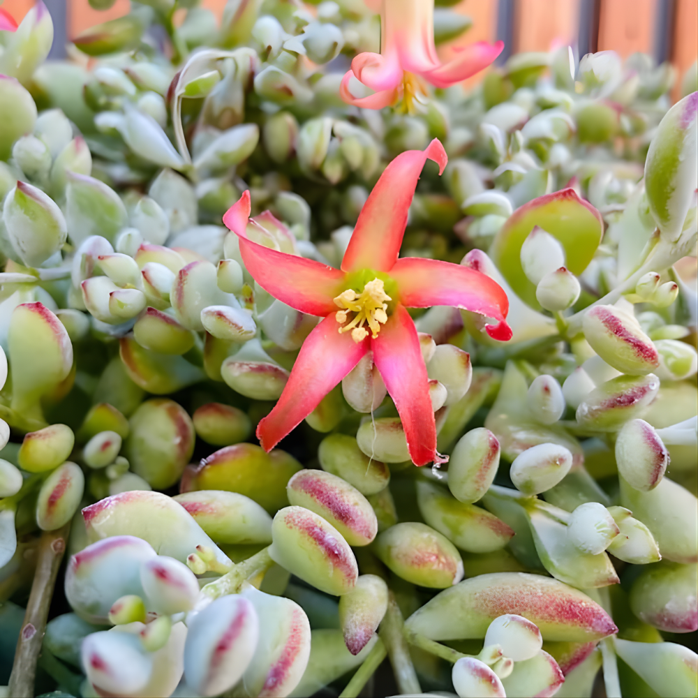 Cotyledon Pendens Succulent Plant Live – 6 Inch Pot | Rare Trailing Houseplant | Easy-Care Indoor Succulent