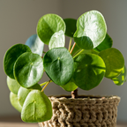 Chinese Money Plant Live House Plant in 4'' Inch Pot | Pilea Peperomioides Plant Live | Attractive Indoor Greenery for Desks, Shelves & Small Spaces | Real Plants for Home & Office Décor