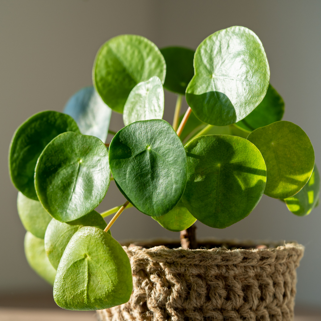 Chinese Money Plant Live House Plant in 4'' Inch Pot | Pilea Peperomioides Plant Live | Attractive Indoor Greenery for Desks, Shelves & Small Spaces | Real Plants for Home & Office Décor