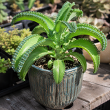 Mother of Thousands Kalanchoe Live Succulent in 4" Inch Pot | Low-Maintenance Indoor Plant | Great for Collections, Gifts & Small Spaces