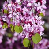Cercis Canadensis Tree Live Plant 6–12 Inch | Heart-Shaped Foliage with Seasonal Color Changes | Ornamental Tree for Home Garden Landscapes