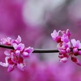 Cercis Canadensis Tree Live Plant 6–12 Inch | Heart-Shaped Foliage with Seasonal Color Changes | Ornamental Tree for Home Garden Landscapes