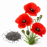 1000 Red Corn Poppy Wildflower Seeds, Easy Care, Non GMO Fresh Flower Seeds, Ideal for Garden Planting, Bright Seasonal Blooms