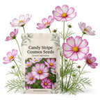 120 Pcs Cosmos Candystripe Flower Seeds, Vigorous Heirloom Floral for Planting, Fast-Growing Plants for Bright Sunlit Gardens