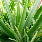 Aloe Vera Plant for Garden in Size 4 Inch Pot | Vibrant, Low-Maintenance Aleo Plant for Patio, Balcony & Indoor Spaces | Perfect for Beginners & Green Home Styling