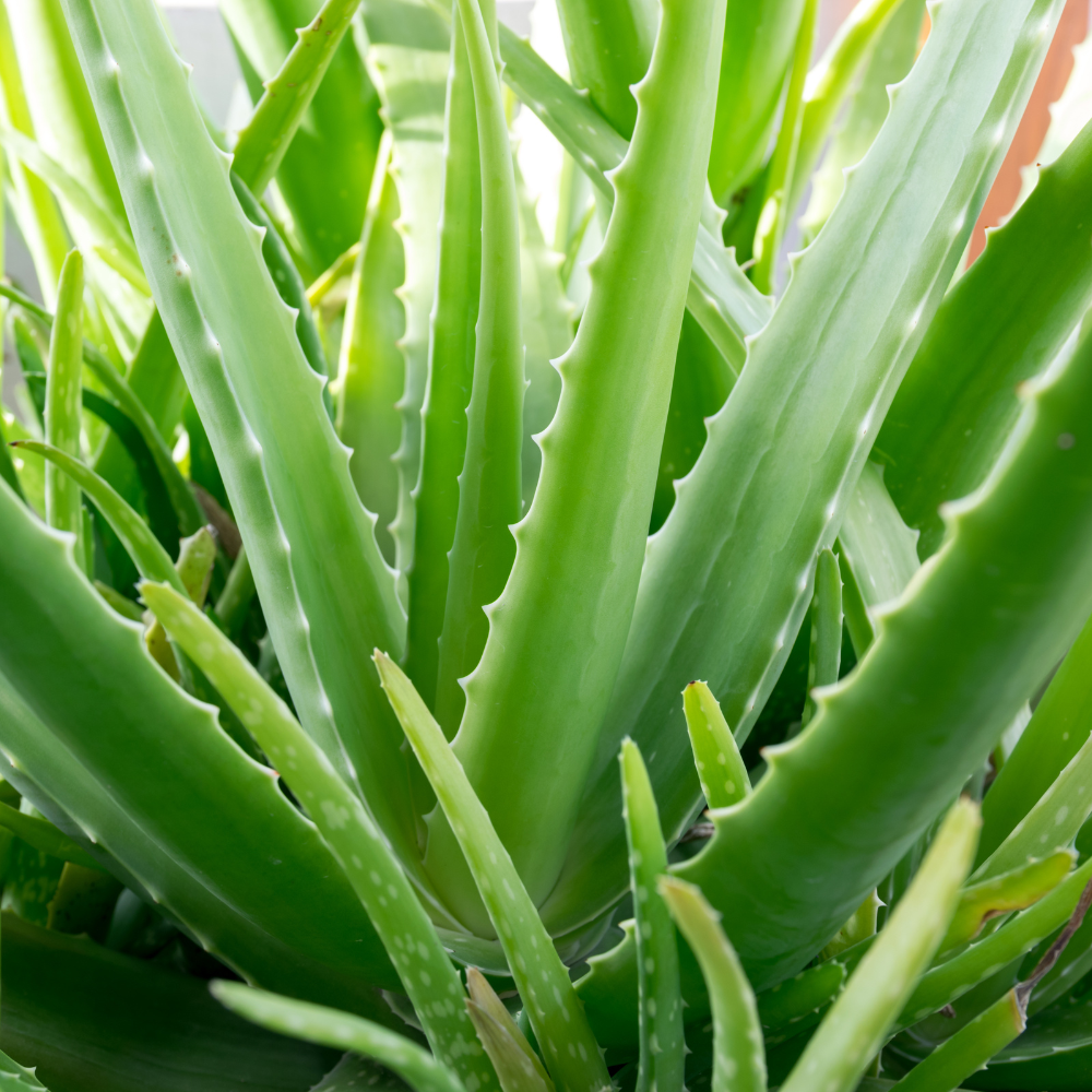 Aloe Vera Plant for Garden in Size 4 Inch Pot | Vibrant, Low-Maintenance Aleo Plant for Patio, Balcony & Indoor Spaces | Perfect for Beginners & Green Home Styling