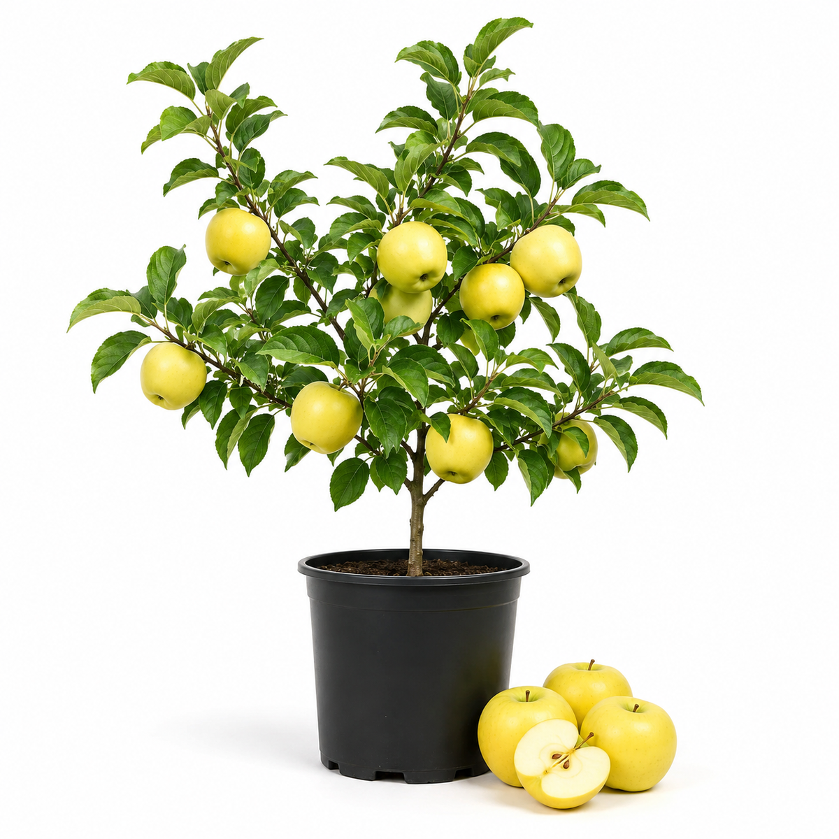 Golden Delicious Apple Tree in 3 Gallon Established Pot, Live Fruiting Shrub for Homegrown Summer and Fall Harvests (No Ship to CA,HI,AK)