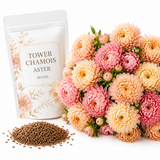 150 Tower Chamois Aster Seeds for Planting, Heirloom, Easy Care, Beautiful Double Peony-Like Blooms, Elegant Long-Stemmed, Ideal for Gardens, Patios & Borders