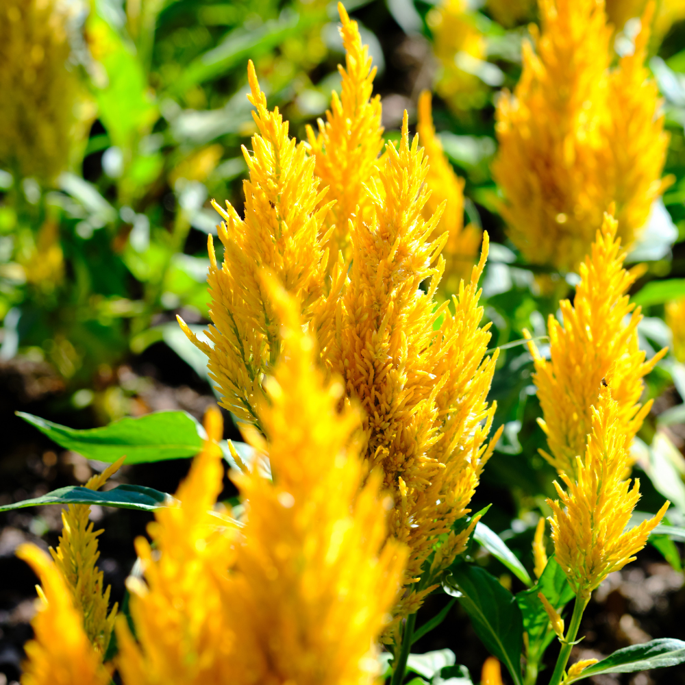50 Pcs Sunday Orange Celosia Seeds, Heirloom Feather Amaranth for Planting, Fast-Growing Plants for Bright Sunlit Gardens