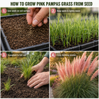 300 Heirloom Pampas Grass Seeds for Planting, Non-GMO Ornamental Decor for Outdoor Gardens, Sturdy Growth, Easy to Care