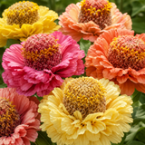 75 Crested Petal Zinnia Seeds, Heirloom, Easy to Grow Flower Seeds, Large Colorful Blooms, Ideal for Pots & Garden Borders