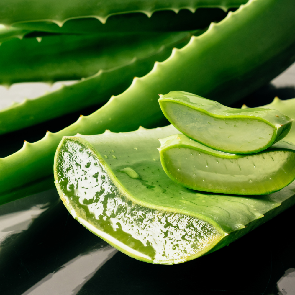 Aloe Vera Plant for Garden in Size 4 Inch Pot | Vibrant, Low-Maintenance Aleo Plant for Patio, Balcony & Indoor Spaces | Perfect for Beginners & Green Home Styling