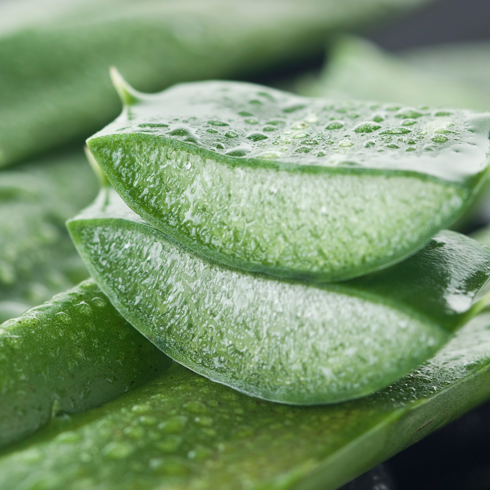 Aloe Vera Plant for Garden in Size 4 Inch Pot | Vibrant, Low-Maintenance Aleo Plant for Patio, Balcony & Indoor Spaces | Perfect for Beginners & Green Home Styling