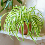 Hanging Curly Spider Plant Live in 4 Inch Pot | Bonnie Spider Plant | Air-Purifying | Low Maintenance | Perfect for Home and Office Decor | Easy Care Starter Plants