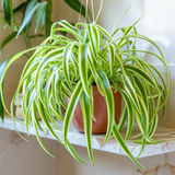 Curly Spider Plants Live House Plant | 4 Inch Pot Hanging Bonnie Spider Plant | Low Maintenance, Thrives in Home & Office, Perfect for Plant Enthusiasts