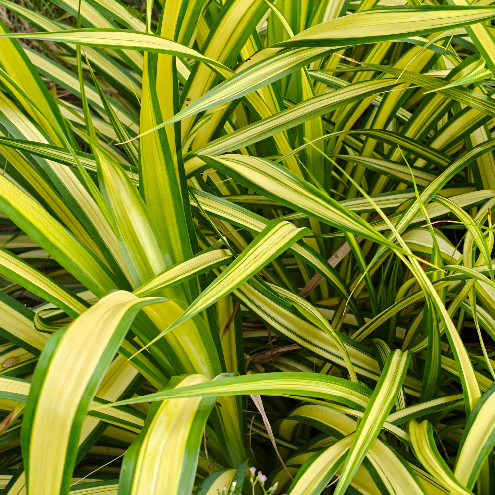 Hanging Curly Spider Plant Live in 4 Inch Pot | Bonnie Spider Plant | Air-Purifying | Low Maintenance | Perfect for Home and Office Decor | Easy Care Starter Plants
