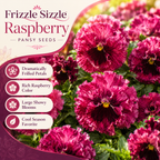 75 Frizzle Sizzle Pansy Seeds, Heirloom, Non-GMO Edible Flower Seeds, Charming Whimsical Ruffled Accent, Perfect Unique Seed Gift for Gardeners